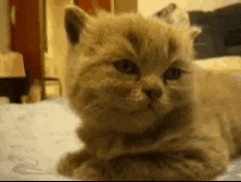 GIF uploaded by 《🌹.::Lenöré::.🌹》