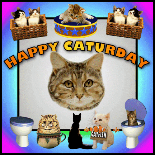 Happy Caturday Happy Saturday