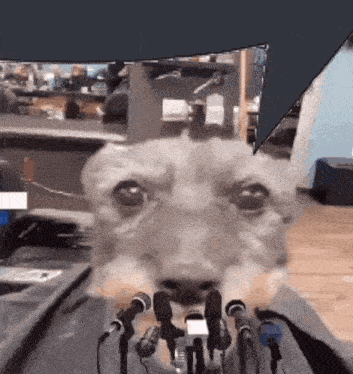 Barking Dog at Microphones
