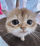 GIF uu soo galiyey Dezalina