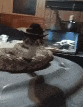 Snake Wearing a Cowboy Hat