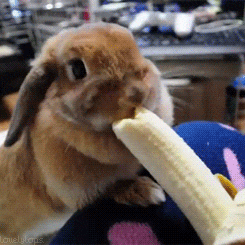 Cute Bunny Eating a Banana