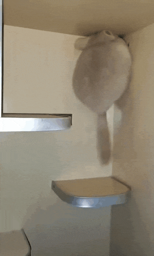 Chinchilla's Shelf Acrobatics