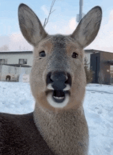 Happywithoutjt Deer's Funny Close-Up