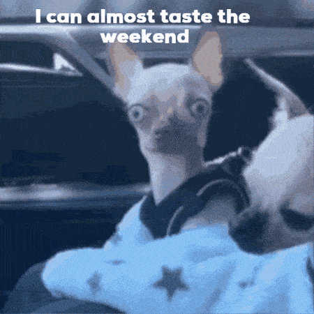 Dog Tastes the Weekend - Friday Eve Vibes