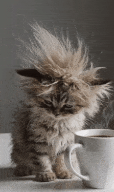 Bad Hair Day Kitten & Morning Coffee