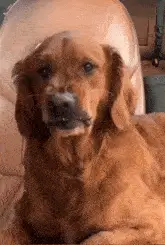 Funny Dog's Fake Smile Reaction