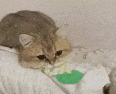 Sad Cat