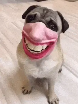 Ujiria Dogjiria: Pug with a Human Smile Mask – free GIF download