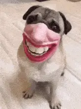 Ujiria Dogjiria: Pug with a Human Smile Mask