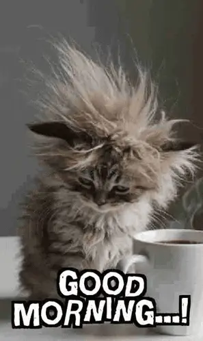 Fluffy Kitten Good Morning Meme – good morning memes meme GIF free download no watermark 2026