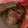 Annoyed Monkey 3amskypecall