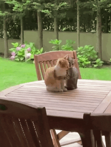 Villatx Kitty Hugs