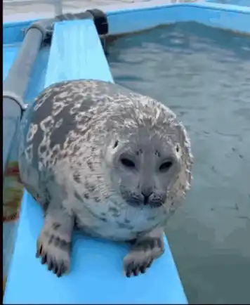 Yo-chan the Silly Seal on a Ledge
