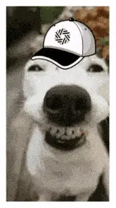 Funny Dog Grinning in a Baseball Cap