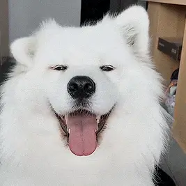 Happy Fluffy White Dog with Tongue Out – free GIF download