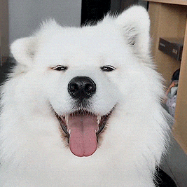 Happy Fluffy White Dog with Tongue Out