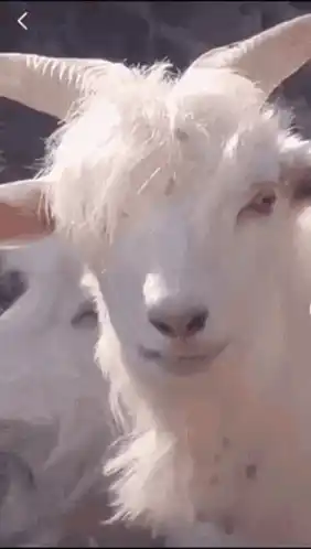 Funny Goat Smile
