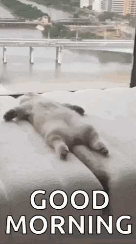 Good Morning Cat Waking Up