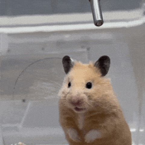Shocked Hamster's Surprised Reaction