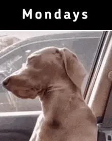 Buford the Dog's Monday Mood – free memes GIF download | meme platform