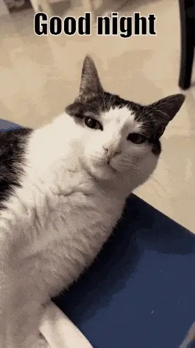 Pyvar Couchu1: Funny Cat Yawning – free GIF download | meme platform | memes GIF