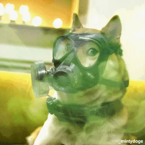 Doge Dogecoin in Gas Mask