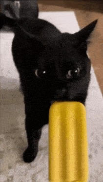 Black Cat Licking a Yellow Popsicle