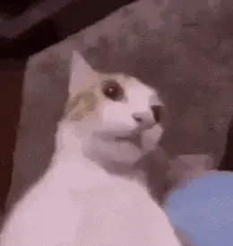 Silly Cat Reaction Meme – cat meme GIF free download no watermark 2026