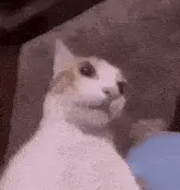 Silly Cat Reaction Meme