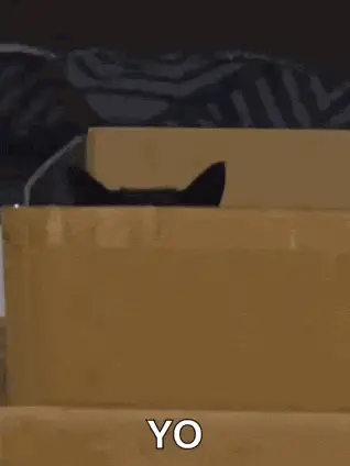 Curious Cat Peeks Out of Box – free GIF download