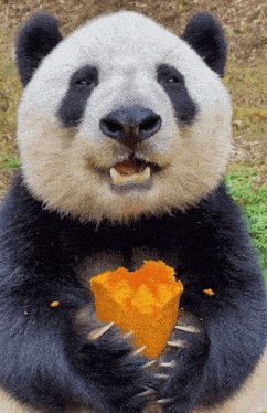 Happy Panda Eating Pumpkin