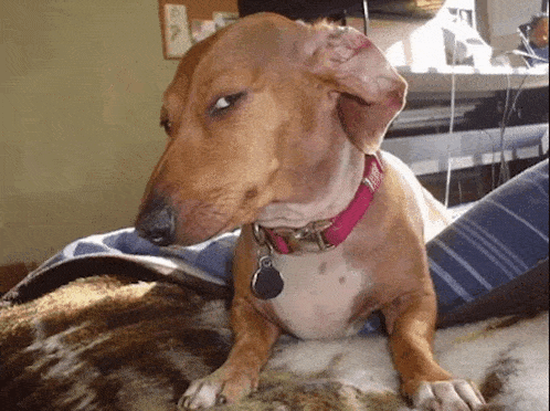 Suspicious Dog with Pink Collar