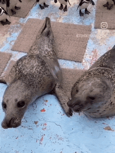 Adorable Seals Share a Kiss