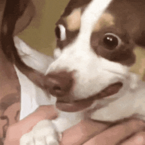 Terrified Dog's Hilarious Reaction