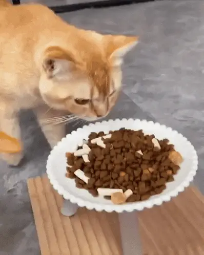 Cat and Duck Share Food – free GIF download