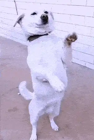 Happy Ai Dog Dance