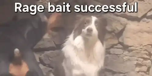 Ragebait Dog Reaction