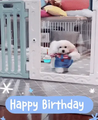 Cute Dog Celebrates Birthday – birthday memes meme GIF free download no watermark 2026