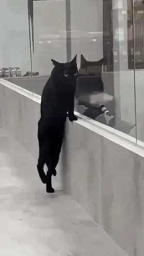 Black Cat Standing & Walking on Two Legs – free GIF download