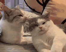 GIF