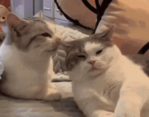 Cats Slap Each Other Playfully