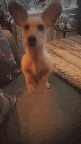 Cute Dog's Happy Jumps