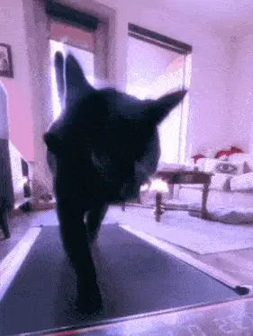 Glamorous Black Cat Walking on Treadmill – free GIF download