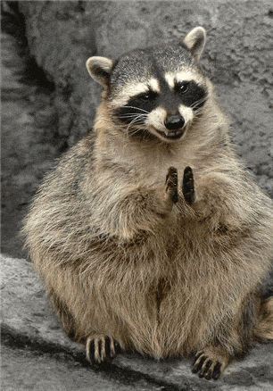Raccoon Clapping