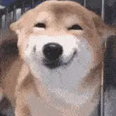 Happy Shiba Inu Dog Smiling