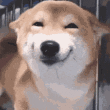 Happy Shiba Inu Dog Smiling