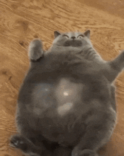 Cecilstedman Cat Belly Poke Surprise Invincible Meme