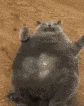 Cecilstedman Cat Belly Poke Surprise Invincible Meme