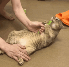 GIF eropgeluede vum Sukh